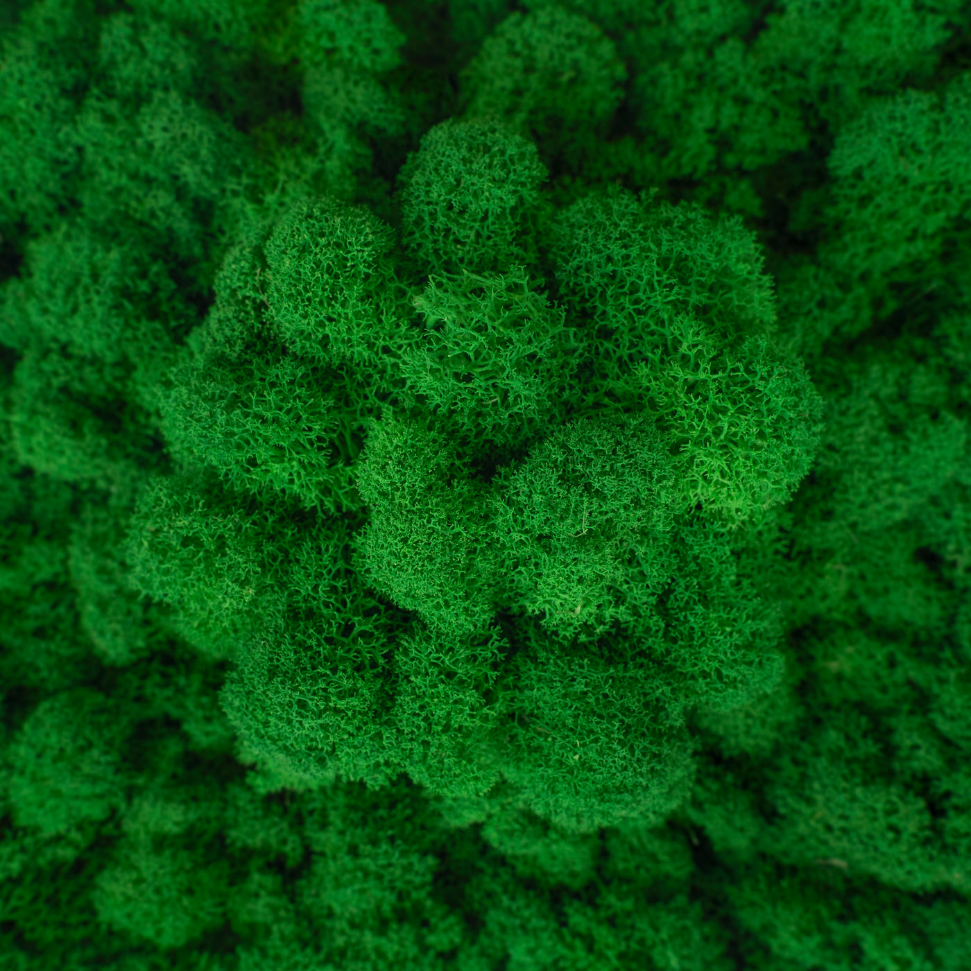 Licheni conservati 500g, verde smarald inchis RR53