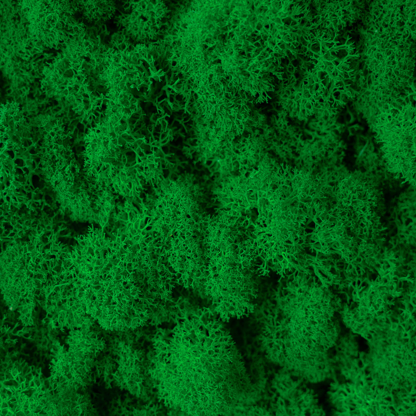 Licheni curatati si fara radacina conservati 500g NET, calitate ULTRA PREMIUM, verde smarald inchis RR53