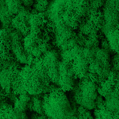 Licheni conservati 500g, verde smarald inchis RR53