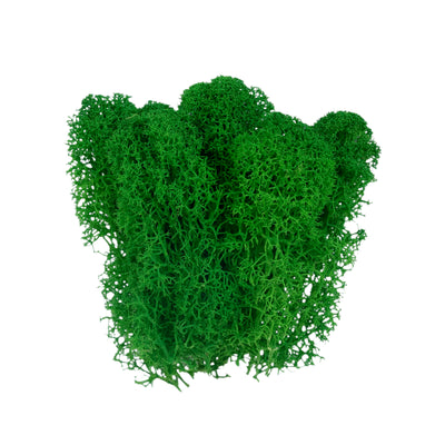 Licheni curatati si fara radacina conservati 500g NET, calitate ULTRA PREMIUM, verde smarald inchis RR53