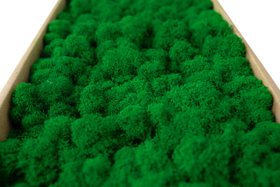Licheni conservati 500g, verde smarald inchis RR53