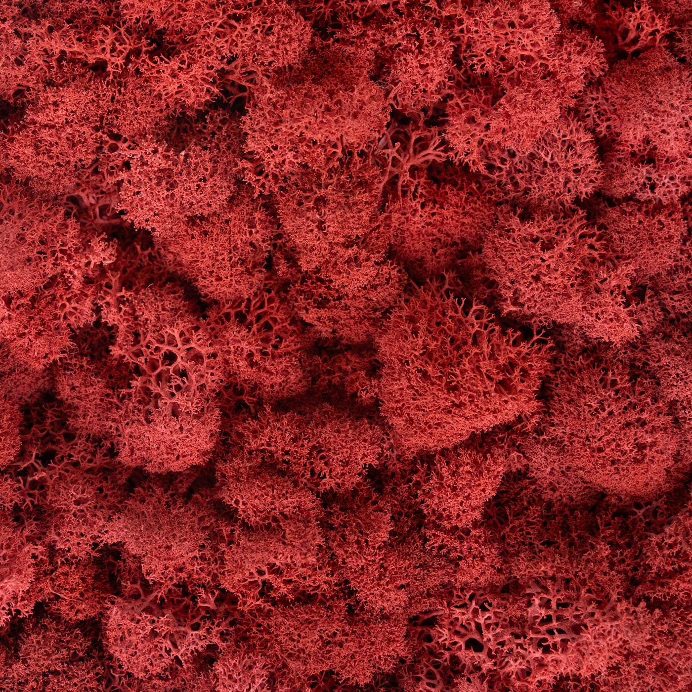 Licheni curatati si fara radacina conservati 500g NET, calitate ULTRA PREMIUM, rosu sienna RR48