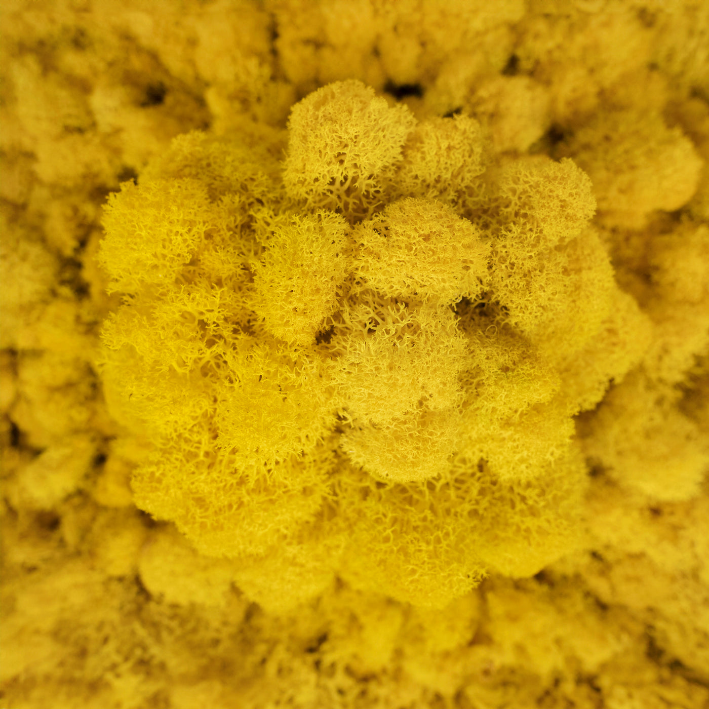 Licheni curatati si fara radacina conservati 500g NET, calitate ULTRA PREMIUM, galben lemon deschis RR09