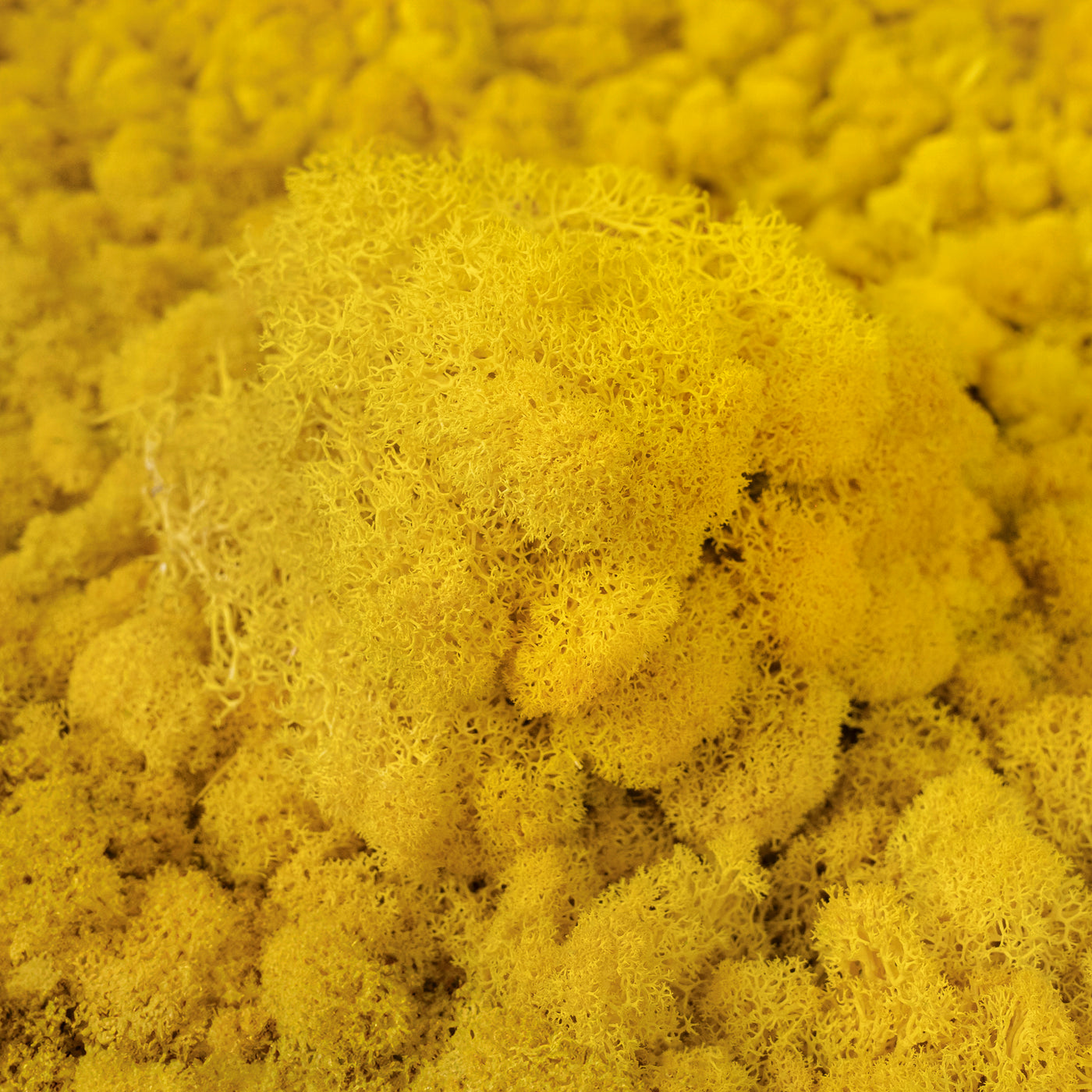 Licheni conservati 500g, galben lemon deschis RR09