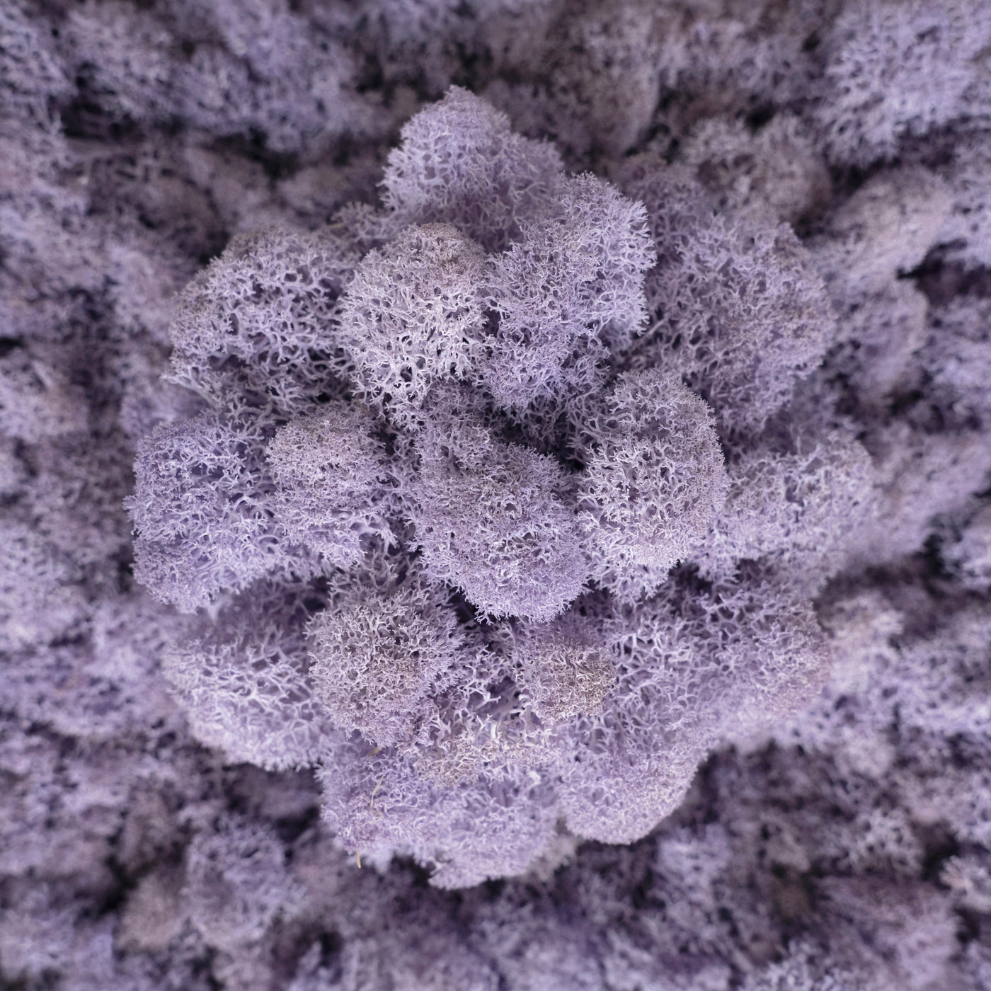 Licheni conservati 500g, mov liliac RR20