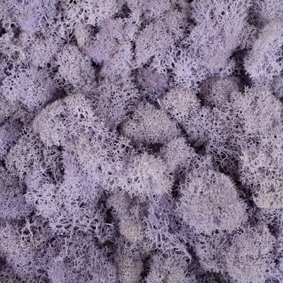Licheni conservati 500g, mov liliac RR20