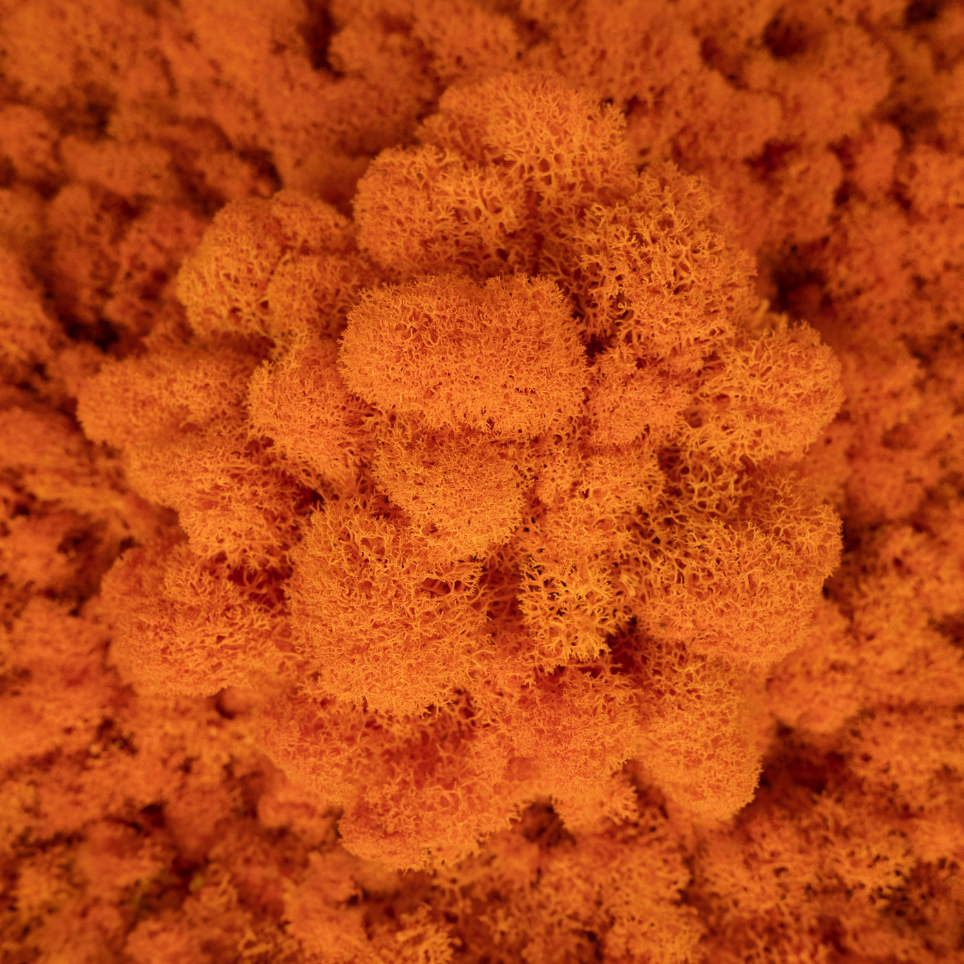 Licheni conservati 500g, portocaliu RR14