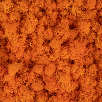 Licheni conservati 500g, portocaliu RR14