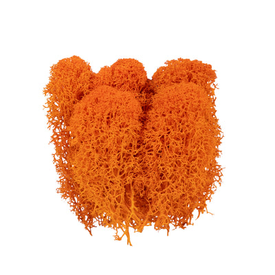 Licheni curatati si fara radacina conservati 500g NET, calitate ULTRA PREMIUM, portocaliu RR14