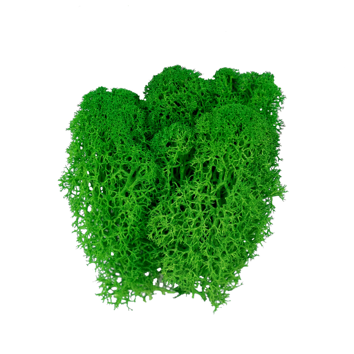 Licheni curatati si fara radacina conservati 500g NET, calitate ULTRA PREMIUM, verde smarald RR02