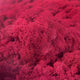 Licheni curatati si fara radacina conservati 500g NET. calitate ULTRA PREMIUM. roz cyclamen RR12