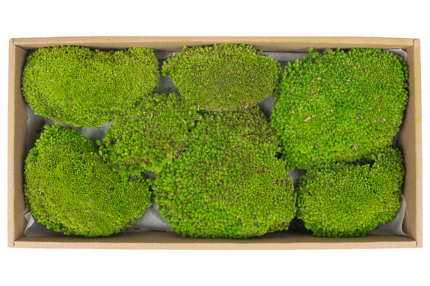 Muschi conservati bombati 210g. verde deschis RR4