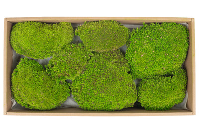 Muschi conservati bombati 210g. verde deschis RR4