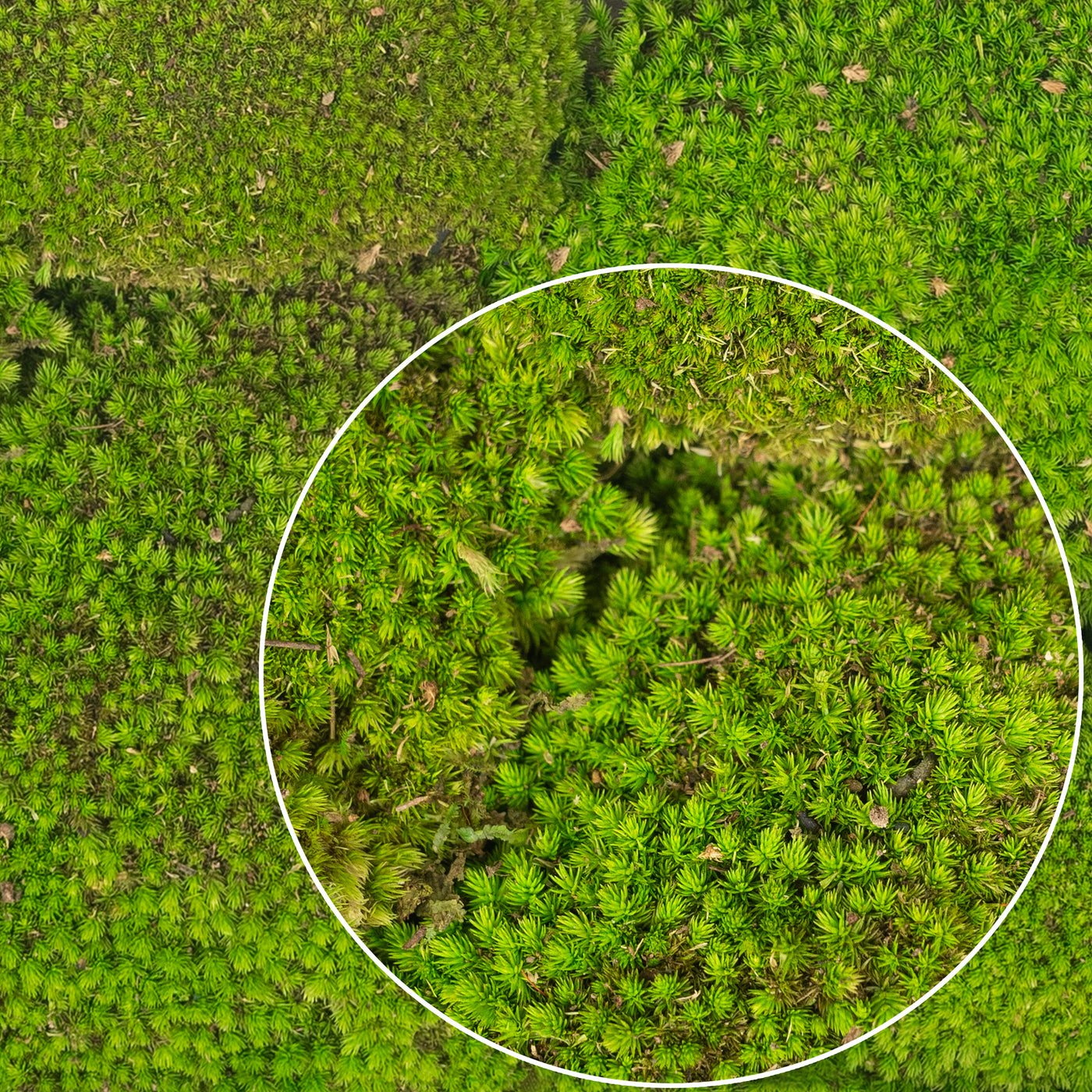 Muschi conservati bombati 210g. verde deschis RR4