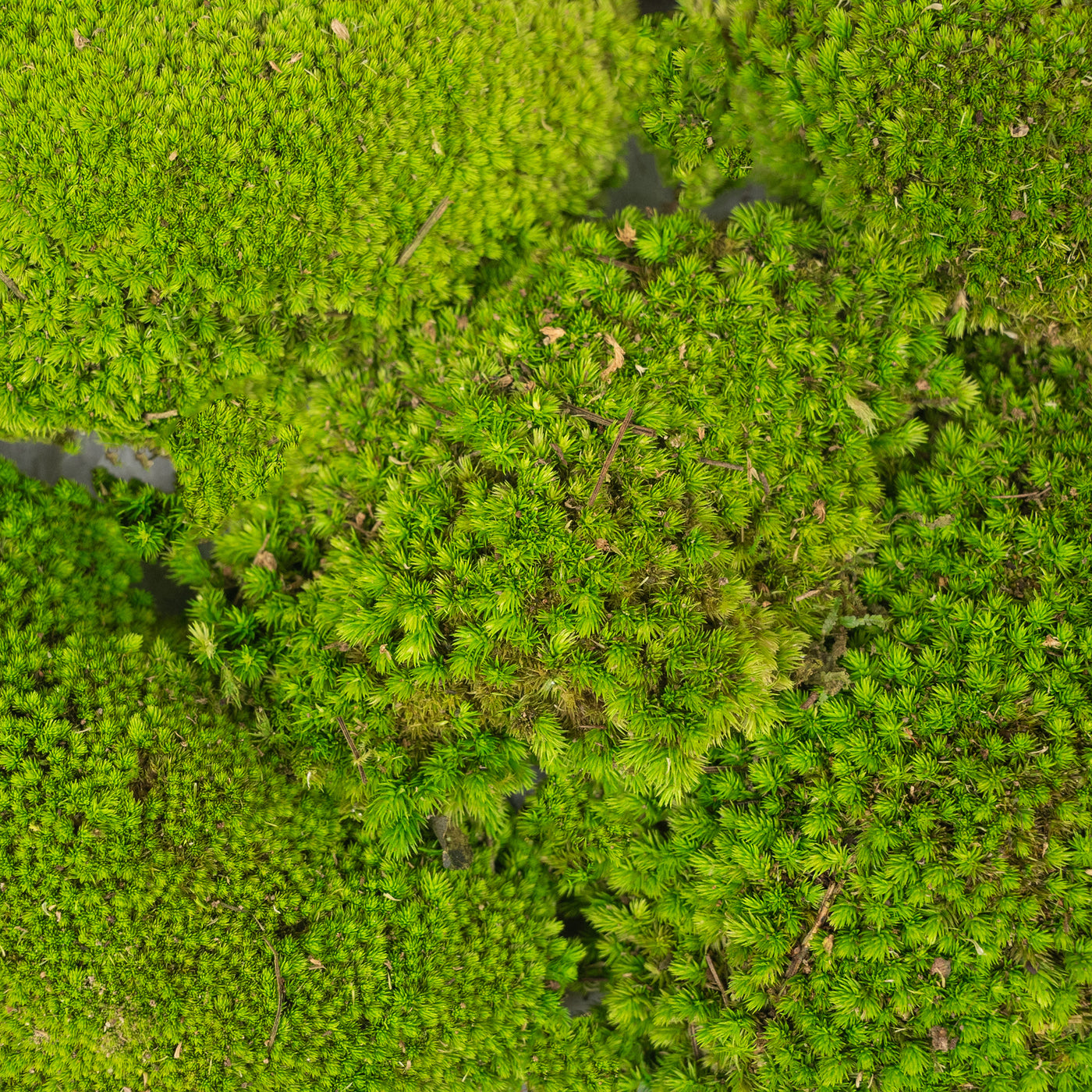 Muschi conservati bombati 210g. verde deschis RR4