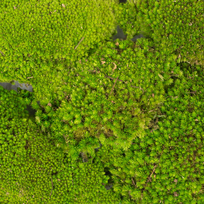 Muschi conservati bombati 210g. verde deschis RR4