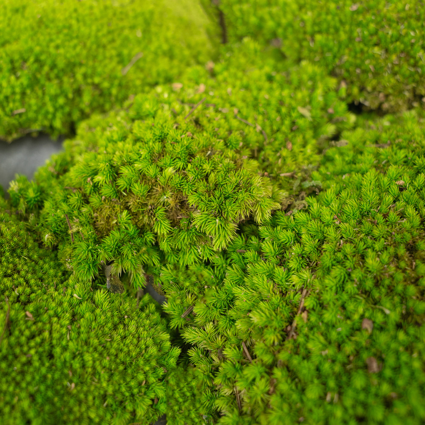 Muschi conservati bombati 210g. verde deschis RR4