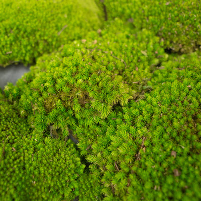 Muschi conservati bombati 210g. verde deschis RR4