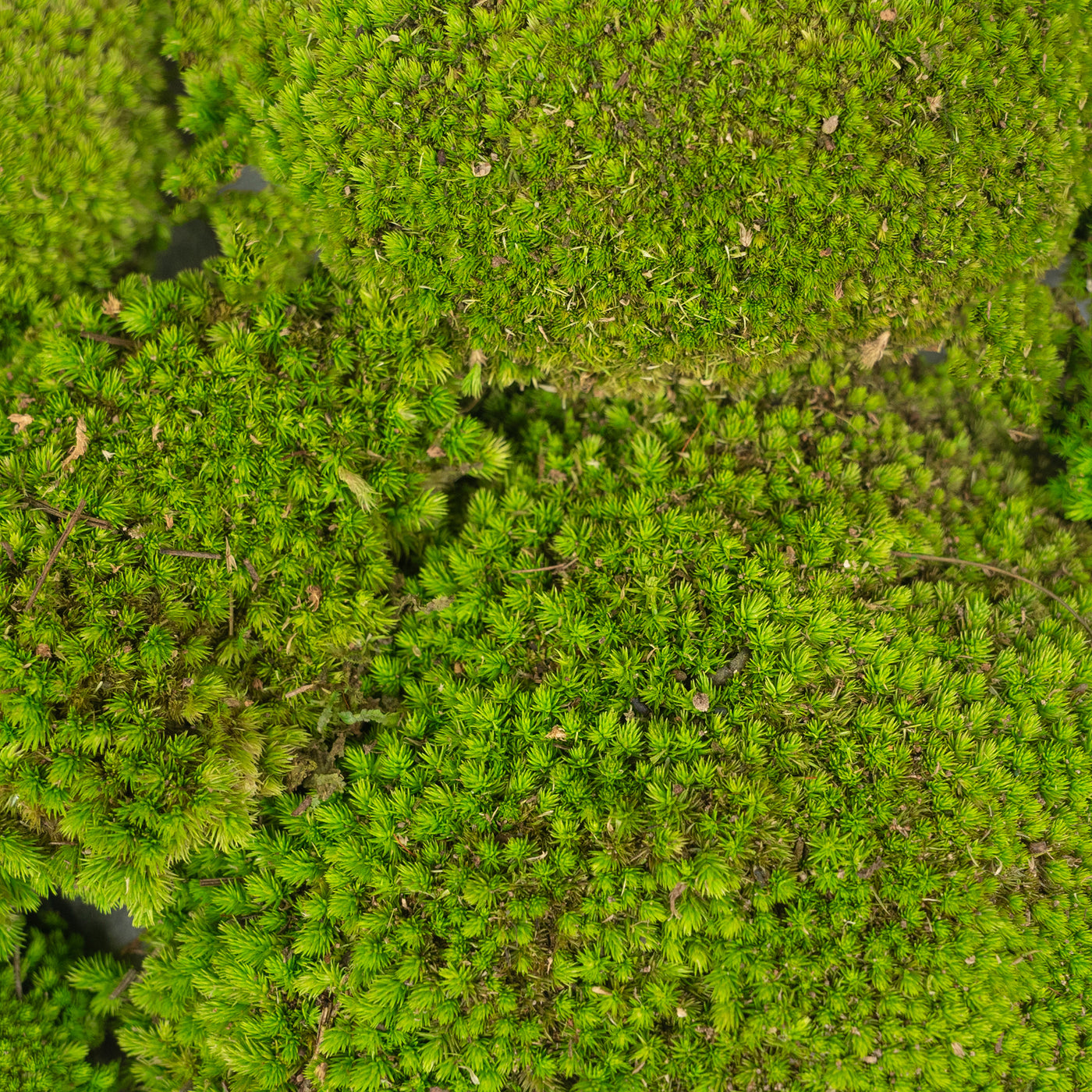 Muschi conservati bombati 210g. verde deschis RR4