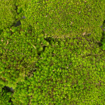 Muschi conservati bombati 210g. verde deschis RR4