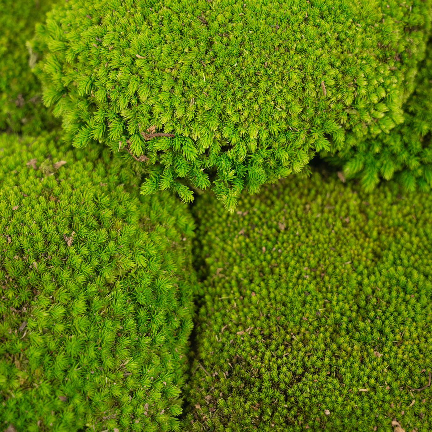 Muschi conservati bombati 210g. verde deschis RR4