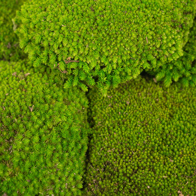 Muschi conservati bombati 210g. verde deschis RR4