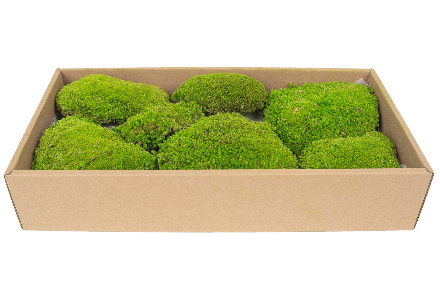 Muschi conservati bombati 210g. verde deschis RR4