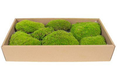 Muschi conservati bombati 210g. verde deschis RR4