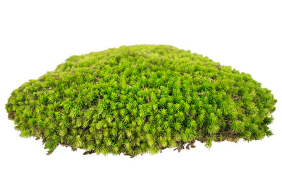 Muschi conservati bombati 210g. verde deschis RR4