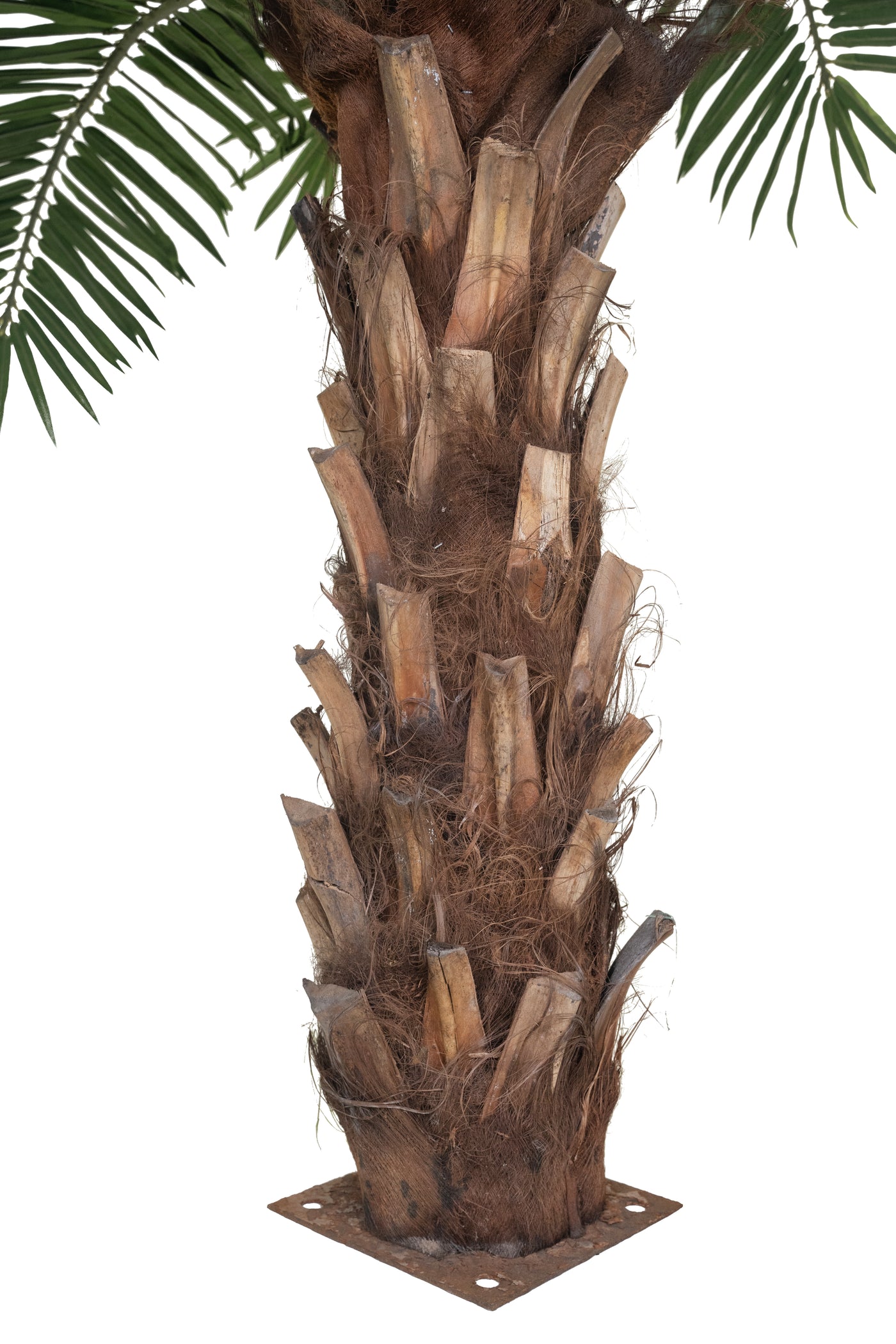 Palm artificial H240cm Phoenix exotic cu trunchi natural. coroana D350cm cu protectie UV