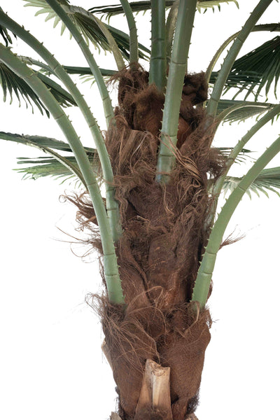 Palm artificial H300cm Washingtonia cu trunchi natural. coroana D300cm cu protectie UV