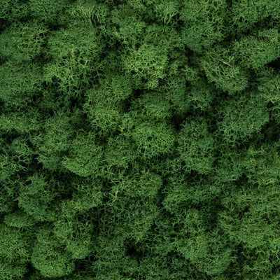 Panou licheni conservati 30x30 cm verde broccoli RR37