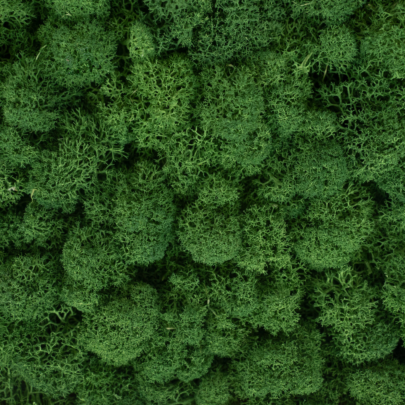 Panou licheni conservati 30x30 cm verde broccoli RR37