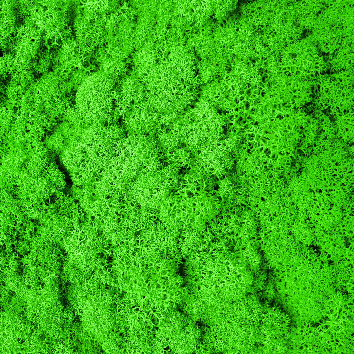 Licheni curatati si fara radacina conservati 500g NET, calitate ULTRA PREMIUM, verde neon RR34 NEW