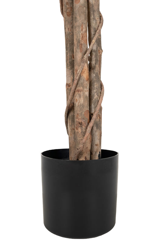 Copac artificial H150cm Ficus variegat cu 3 trunchiuri si 882 frunze verde cu alb