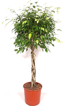 Planta naturala Ficus benj. 'Exotica' H150 cm PS34 cm in pamant
