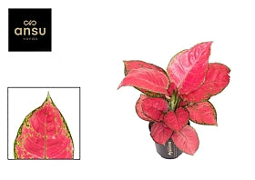 Planta naturala de interior Tuft D20xH30cm Aglaonema 'Red Joy' PS12/10m in pamant