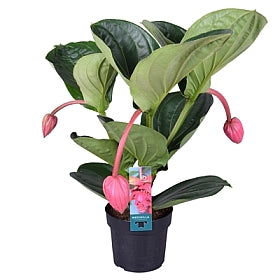 Planta naturala Medinilla magnifica 'Flamenco' H55 cm PS17 cm in pamant