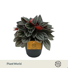 Planta naturala de interior D20xH20cm Peperomia caperata 'Santorini' PS12/10cm in pamant