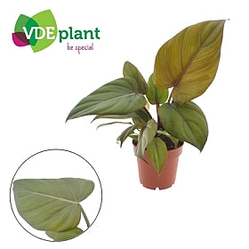 Planta naturala H25cm Philodendron 'Summer Glory' PS12/10cm in pamant