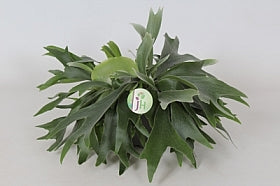 Planta naturala Platycerium bifurcatum H40 cm PS17 cm in pamant
