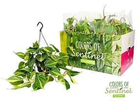 Planta naturala Philodendron scandens 'Brasil' H40 cm PS15 cm in pamant