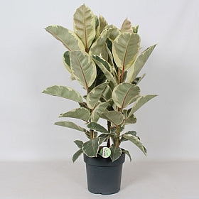 Planta naturala Ficus el. 'Tineke' H90 cm PS27 cm in pamant