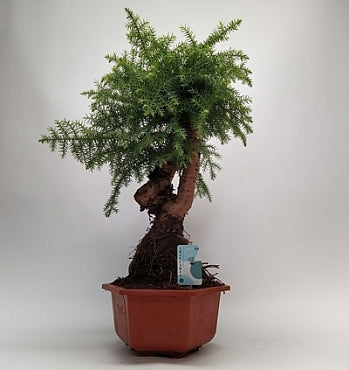 Planta naturala Araucaria H75 cm PS30 cm in pamant