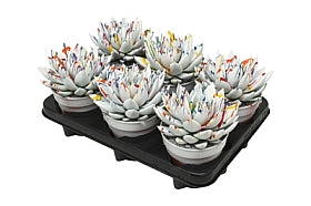 Planta naturala Echeveria 'Miranda' H15 cm PS12 cm in pamant