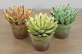 Planta naturala Echeveria 'Miranda' H15 cm PS12 cm in pamant