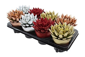 Planta naturala Echeveria 'Miranda' H15 cm PS12 cm in pamant