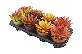Planta naturala Echeveria 'Miranda' H15 cm PS12 cm in pamant