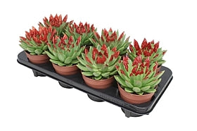 Planta naturala Echeveria 'Miranda' H15 cm PS12 cm in pamant