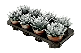 Planta naturala Echeveria 'Miranda' H15 cm PS12 cm in pamant